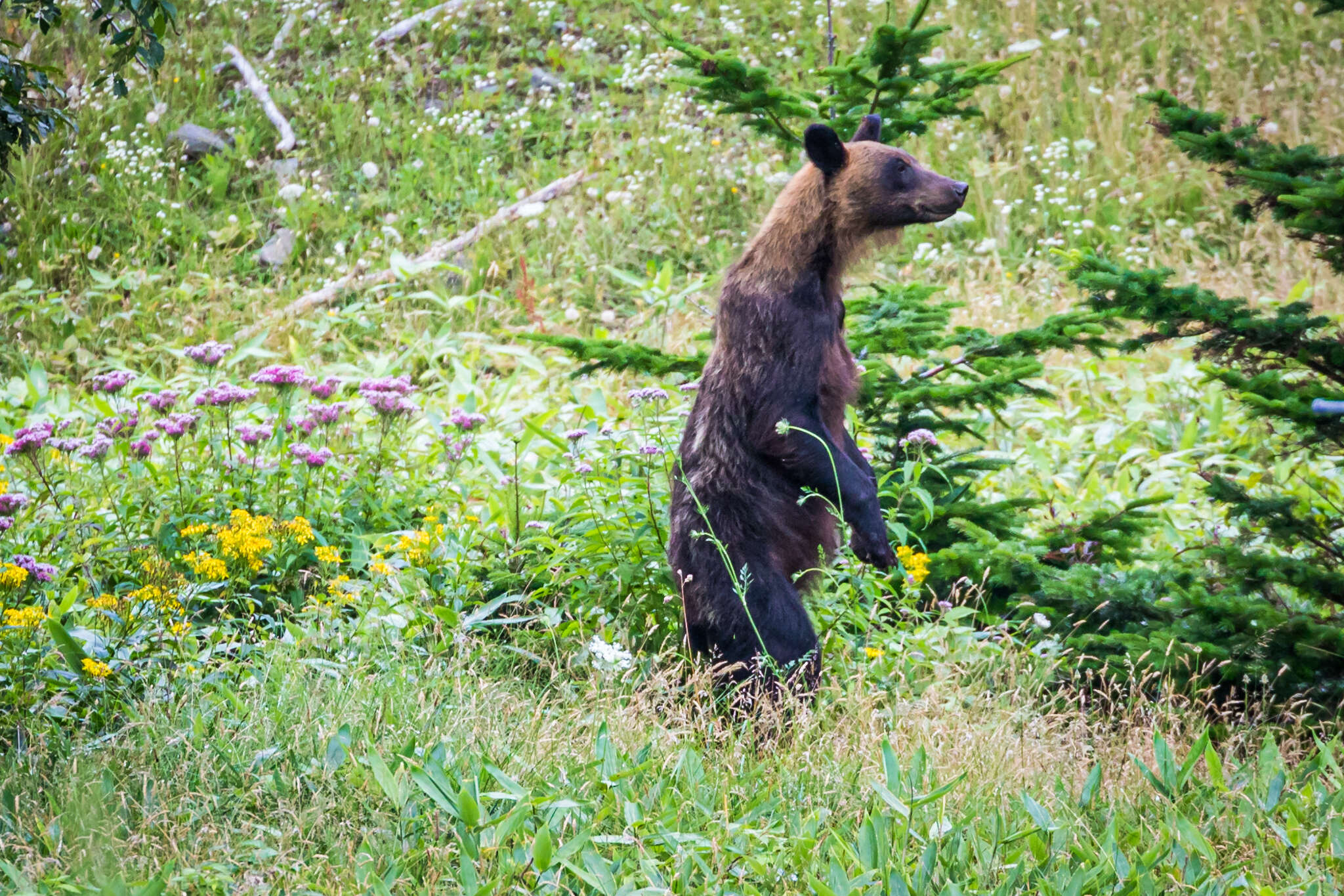 Image of Ussuri brown bear