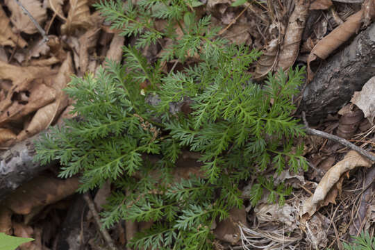 Image of Amur adonis