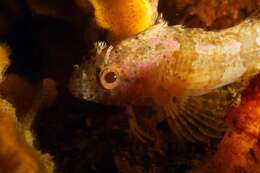 Image of Chinese Klipfish