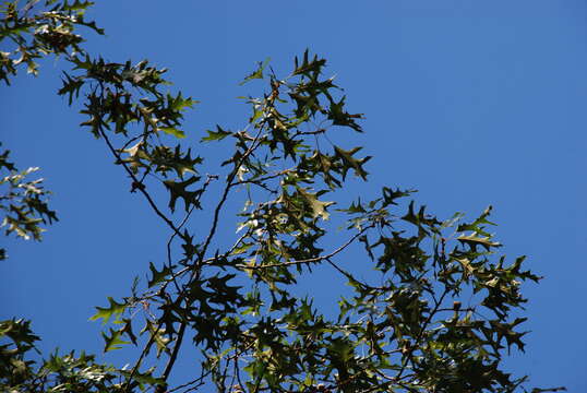 Image of hybrid oak