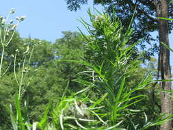 Image de Cirsium pendulum Fisch. ex DC.