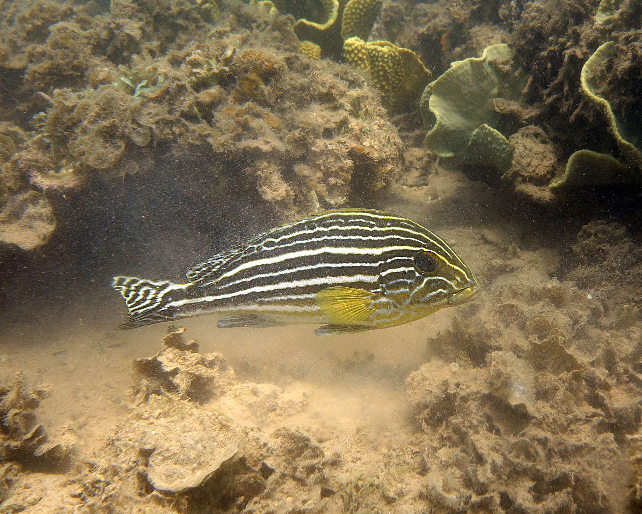 Sivun Plectorhinchus caeruleonothus Johnson & Wilmer 2015 kuva