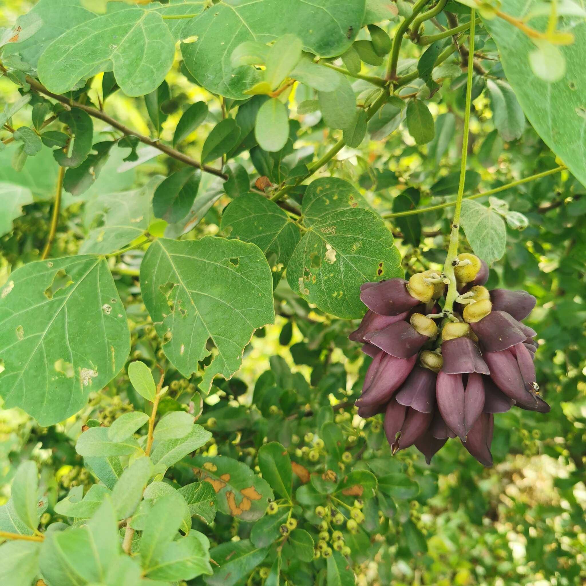 Image of Mucuna lamellata Wilmot-Dear