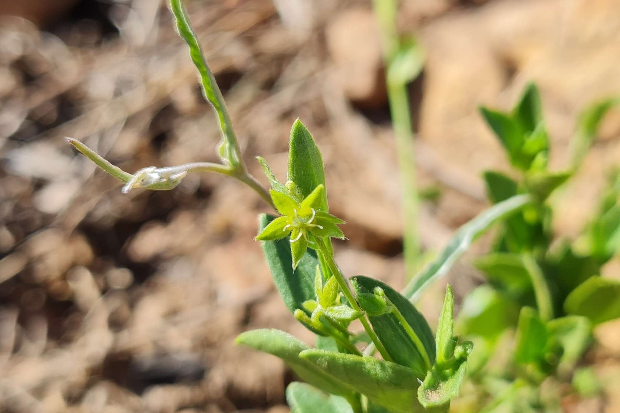 Image of Chiropetalum berteroanum Schltdl.