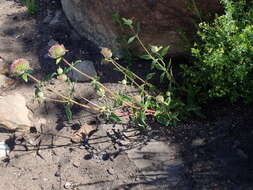 Image of thickleaf monardella