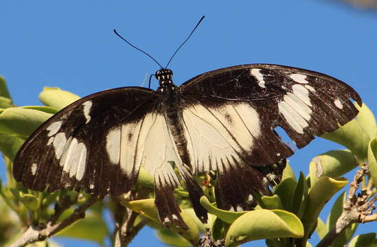 Image of African Swallowtail