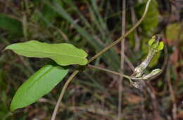 Sivun Ceropegia carnosa E. Mey. kuva