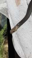 Image of Black-bellied Swamp Snake