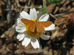 Image of Anthometra plumularia Boisduval 1840