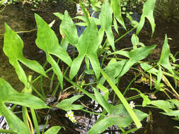 Sagittaria latifolia Willd. resmi