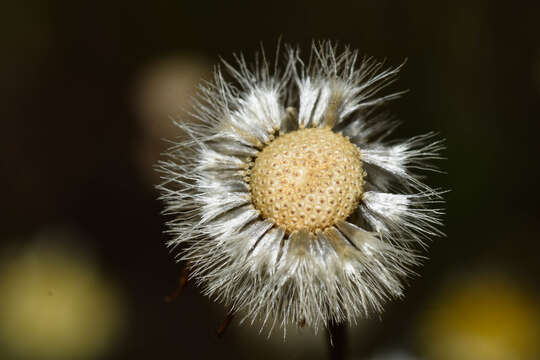 Image de Hysterionica chamomilloides Deble