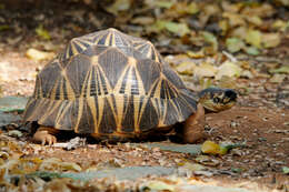 Imagem de Astrochelys radiata (Shaw 1802)