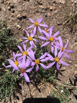 Image of Lava aster