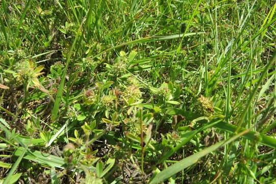 Image of sea clover