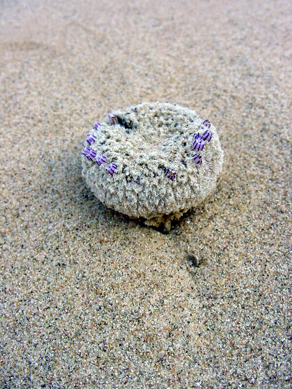 Image of sandfood