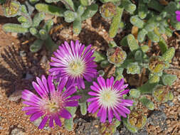 Imagem de Drosanthemum oculatum L. Bol.