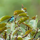 Image of Blue-browed Tanager
