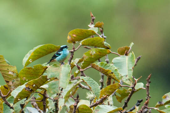 Слика од Tangara cyanotis (Sclater & PL 1858)