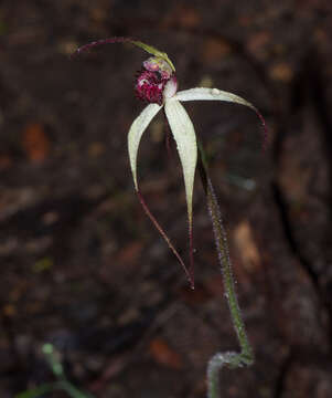 Image of Caladenia behrii Schltdl.