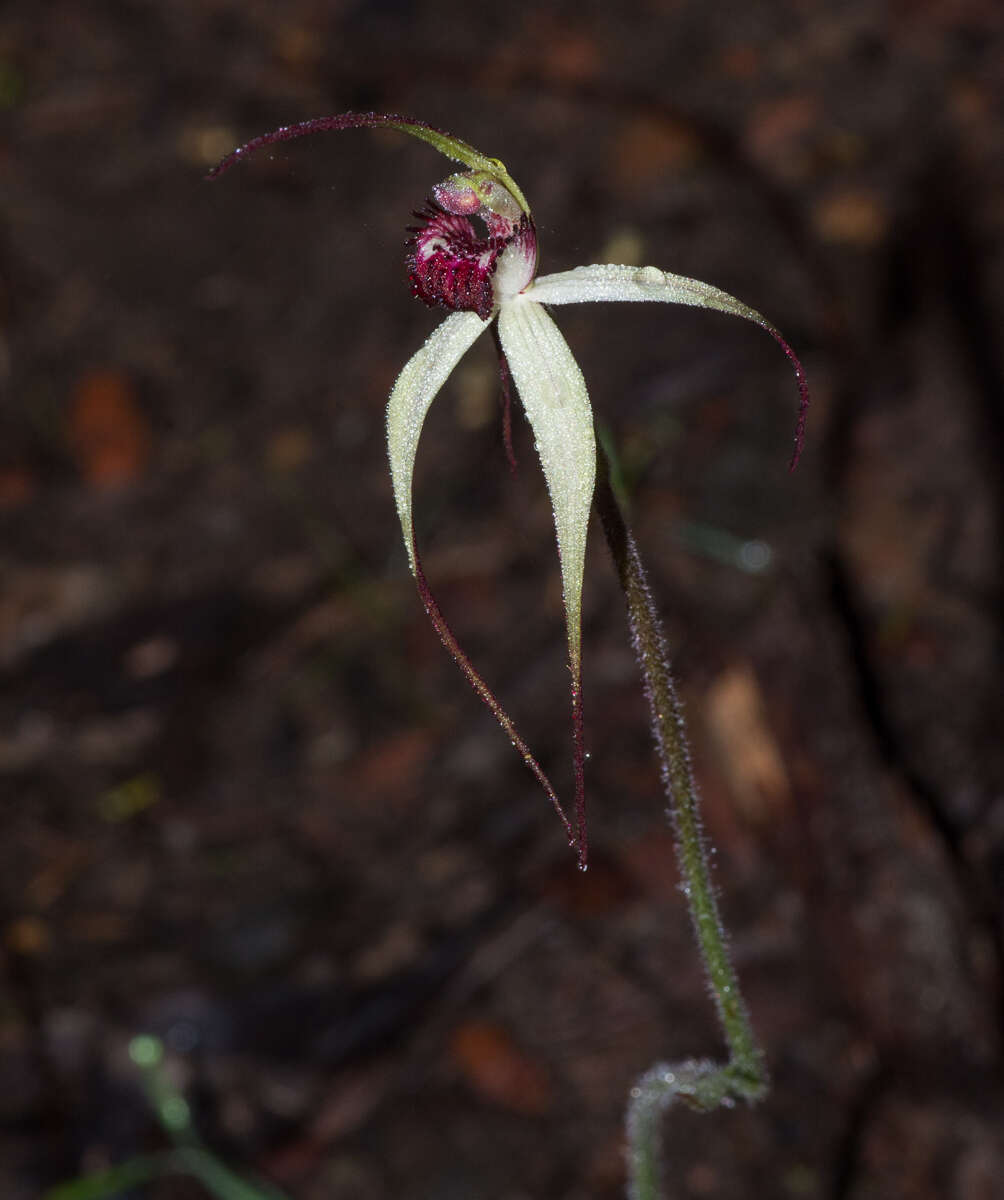 Image of Caladenia behrii Schltdl.