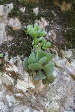 Image of Adromischus cristatus var. zeyheri (Harv.) Tölken