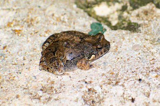 Image of Weeping Frog