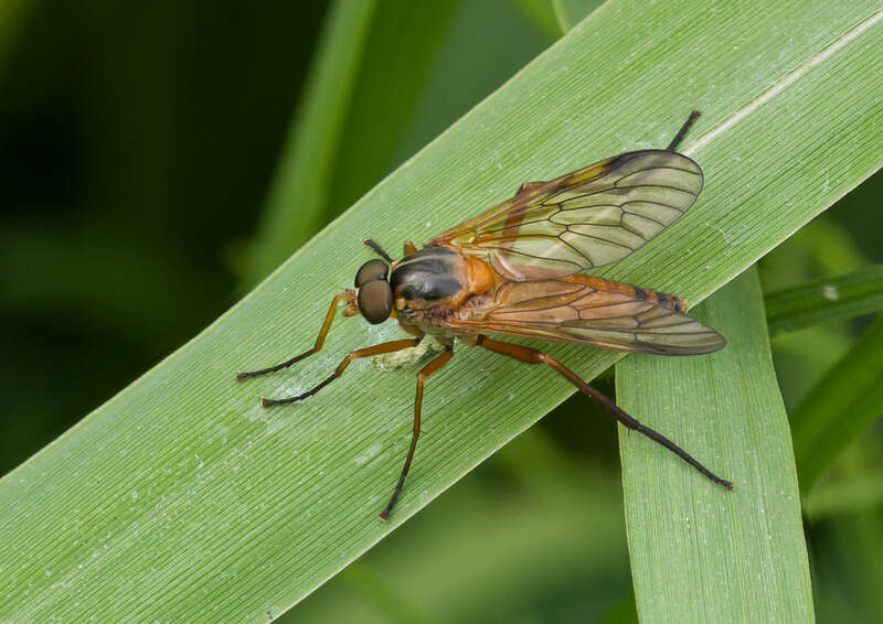 Image of Rhagio immaculatus (Meigen 1804)