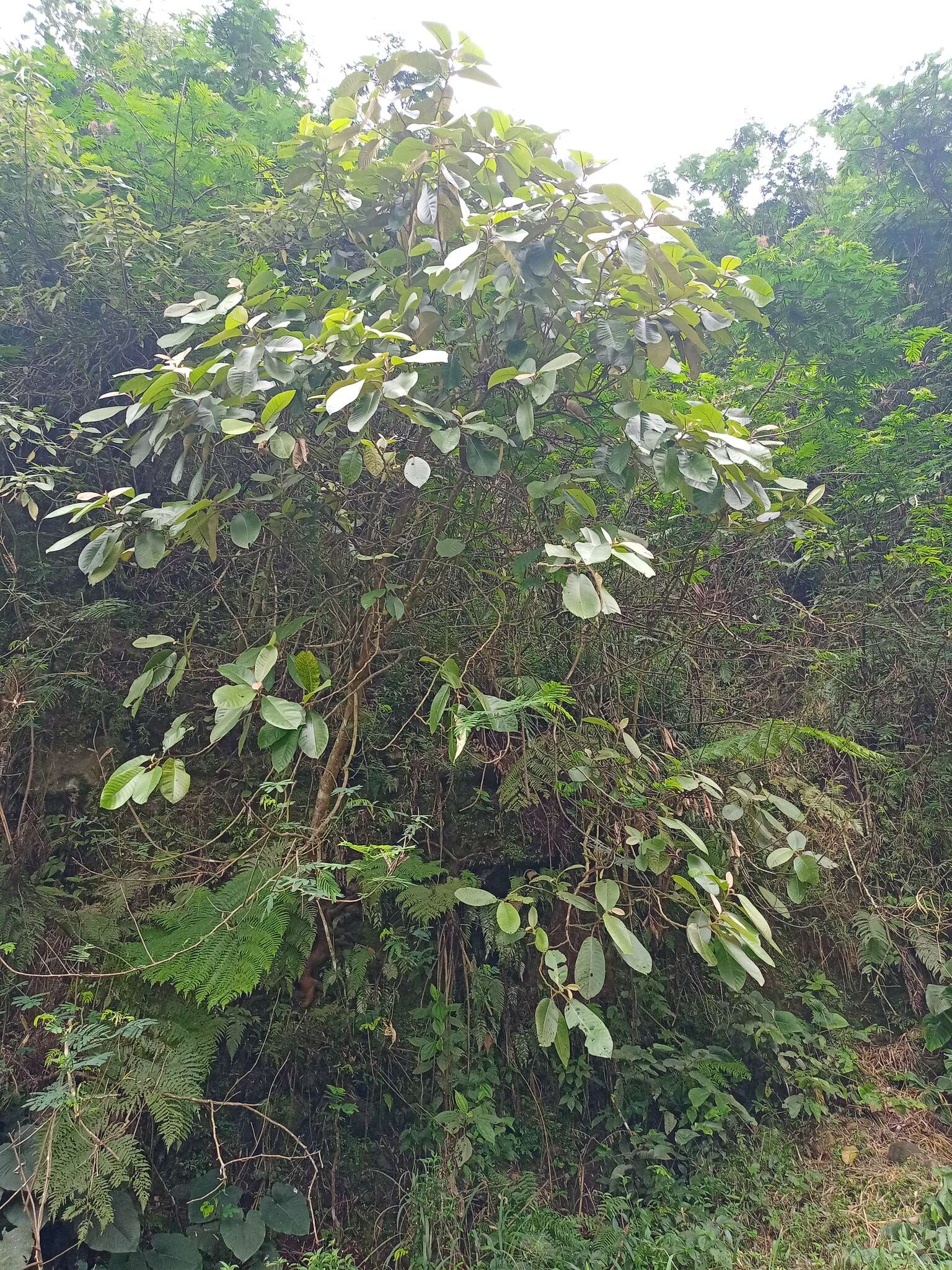 Image of Saurauia bracteosa DC.