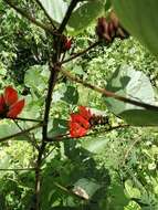 Image of Erythrina breviflora DC.