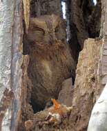 Image of Madagascar Scops-owl