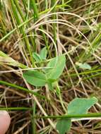 Image of strawberry clover