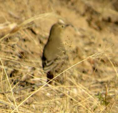 Image of Lesser Shrike-Tyrant