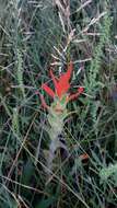 Image of Castilleja minor var. exilis (A. Nelson) J. M. Egger