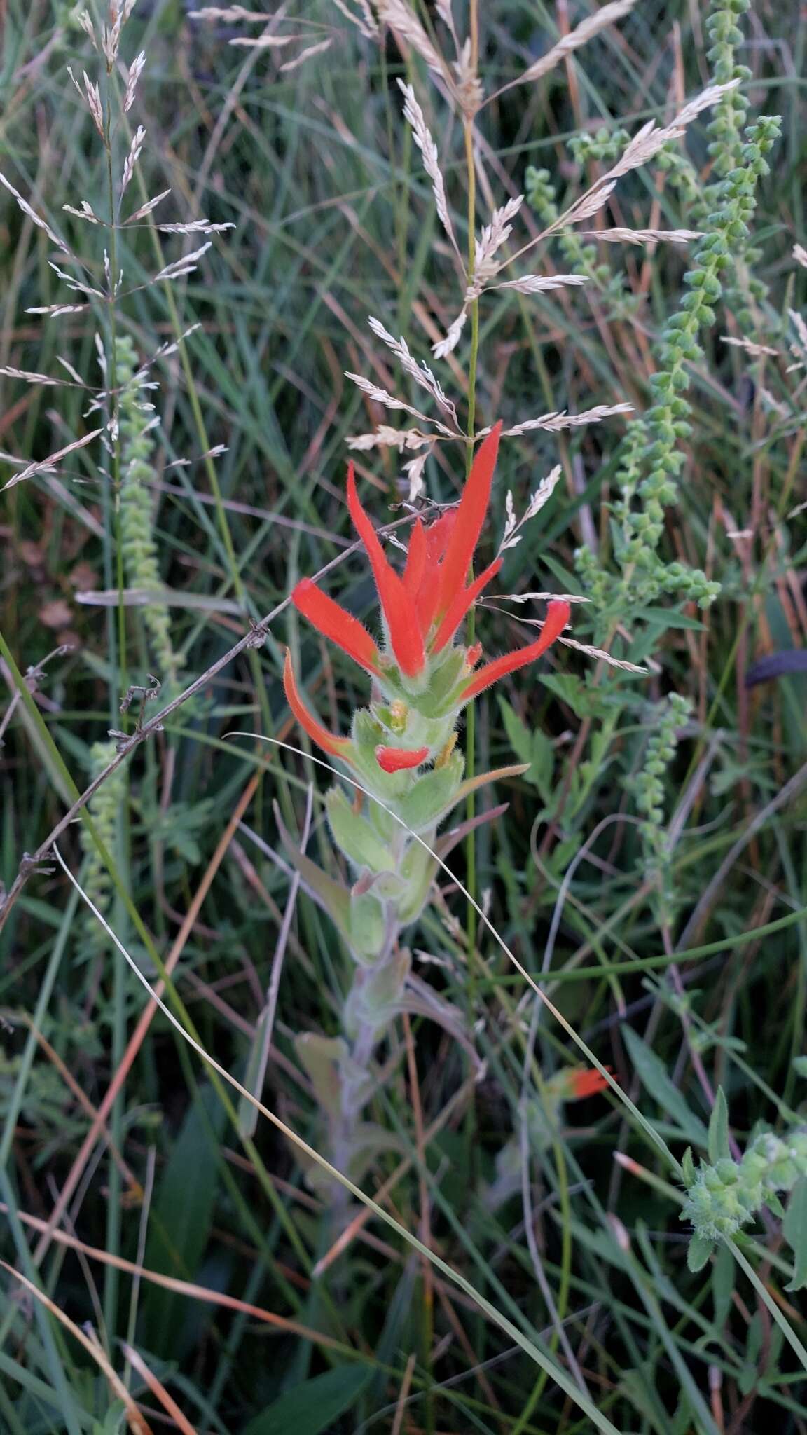 Image of Castilleja minor var. exilis (A. Nelson) J. M. Egger