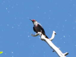 Image of Lewis's Woodpecker