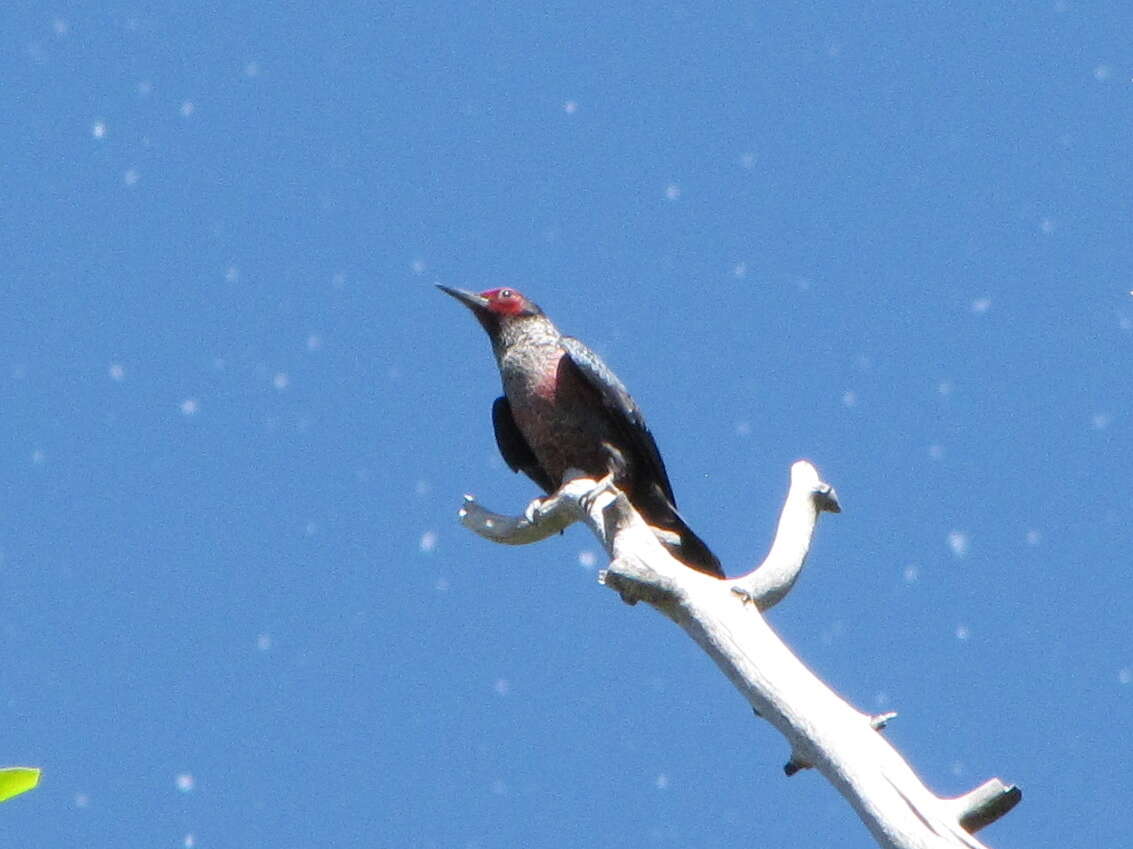 Image of Lewis's Woodpecker