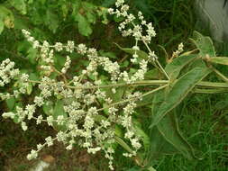 Image of Buddleja americana L.