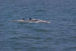 Image of Taiwanese humpback dolphin