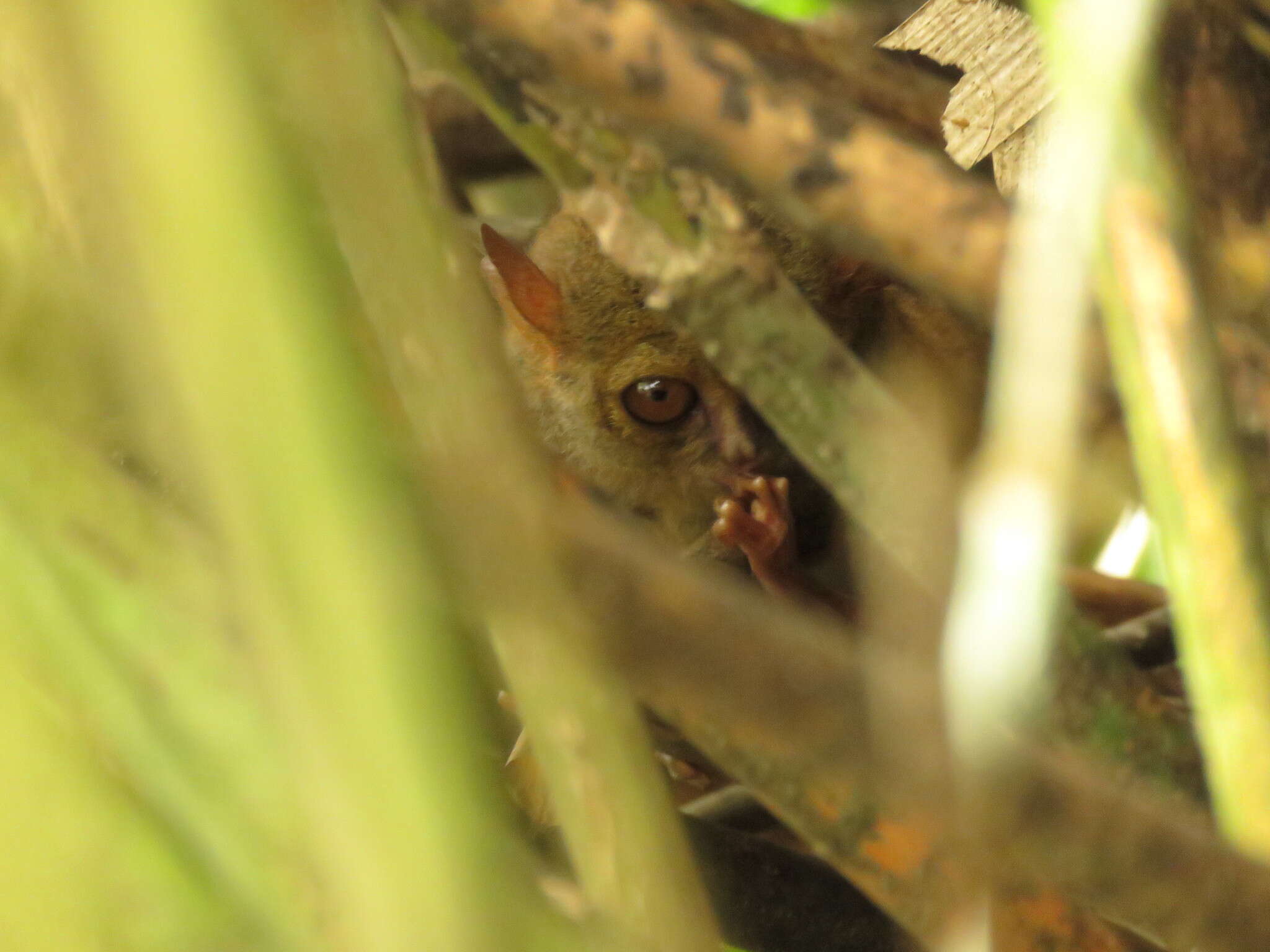 Image de Tarsius supriatnai Shekelle, Groves, Maryanto & Mittermeier 2017