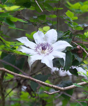 Image of Clematis