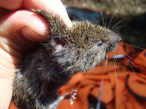 Microtus oregoni (Bachman 1839) resmi