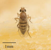 Image of Scuttle fly