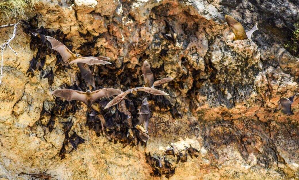 Image of Madagascan Fruit Bat