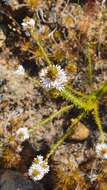 Goodenia fasciculata (Benth.) R. Carolin resmi