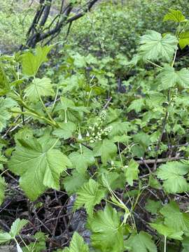 Image of western black currant