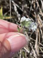 Image of Cryptantha kinkiensis Rebman & M. G. Simpson