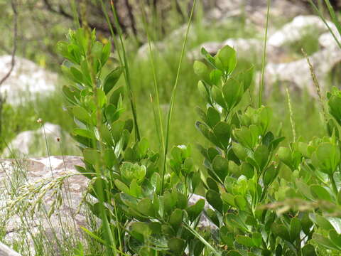 Image of <i>Searsia <i>scytophylla</i></i> var. scytophylla