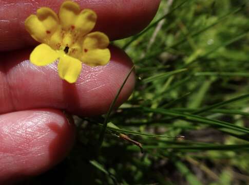 Sivun Erythranthe primuloides (Benth.) G. L. Nesom & N. S. Fraga kuva