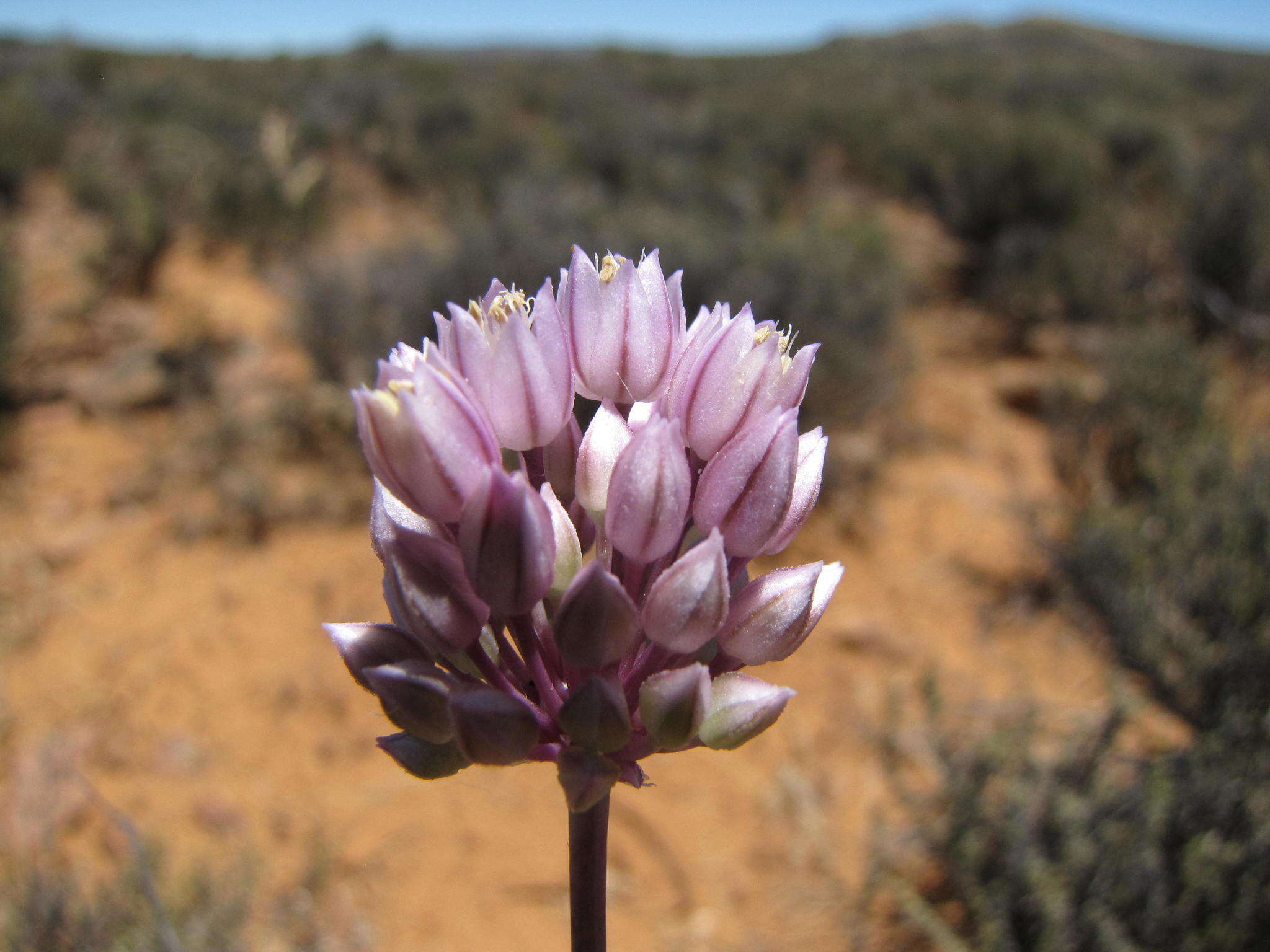 Image of Allium synnotii G. Don