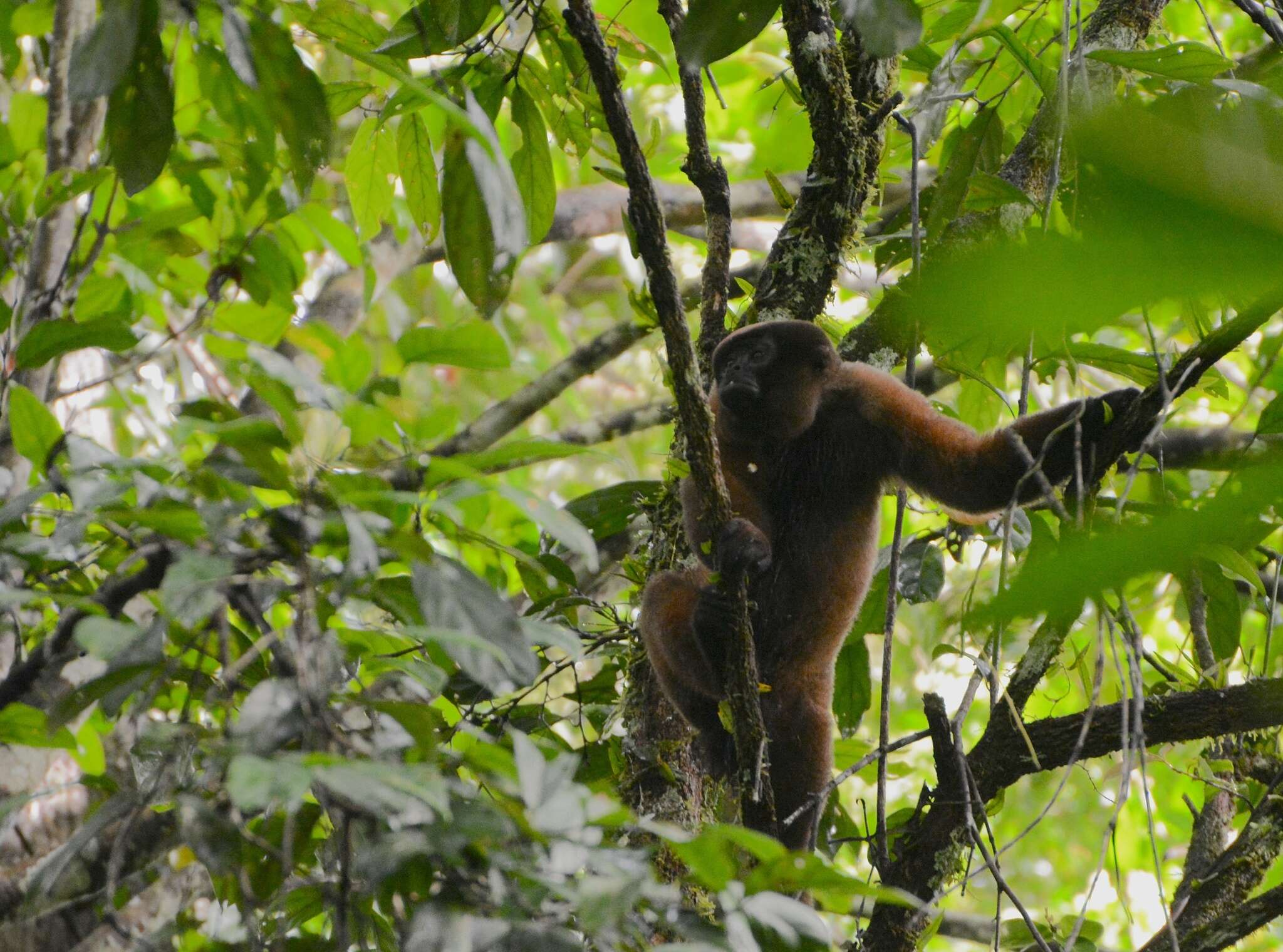 Image of Poeppig's Woolly Monkey